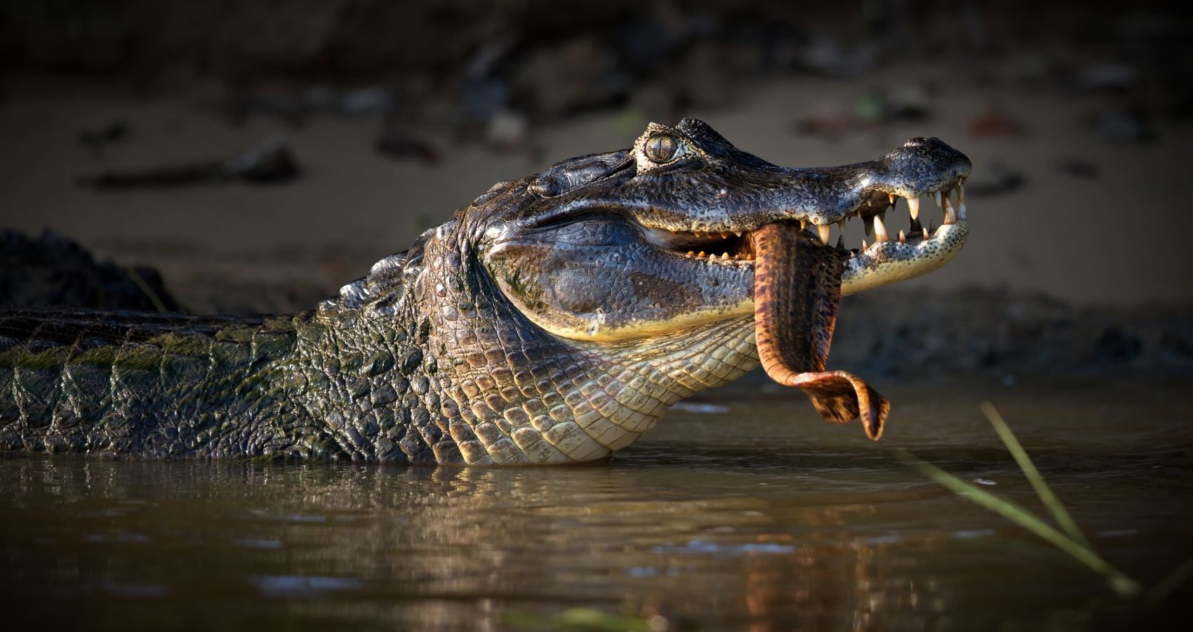 Huge 4.9 metre crocodile spotted